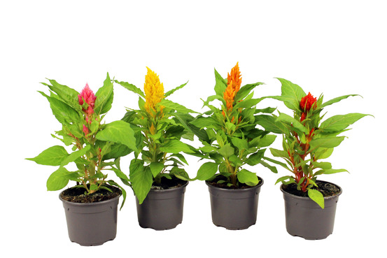 Celosie plumeuse pot 10,5 cm