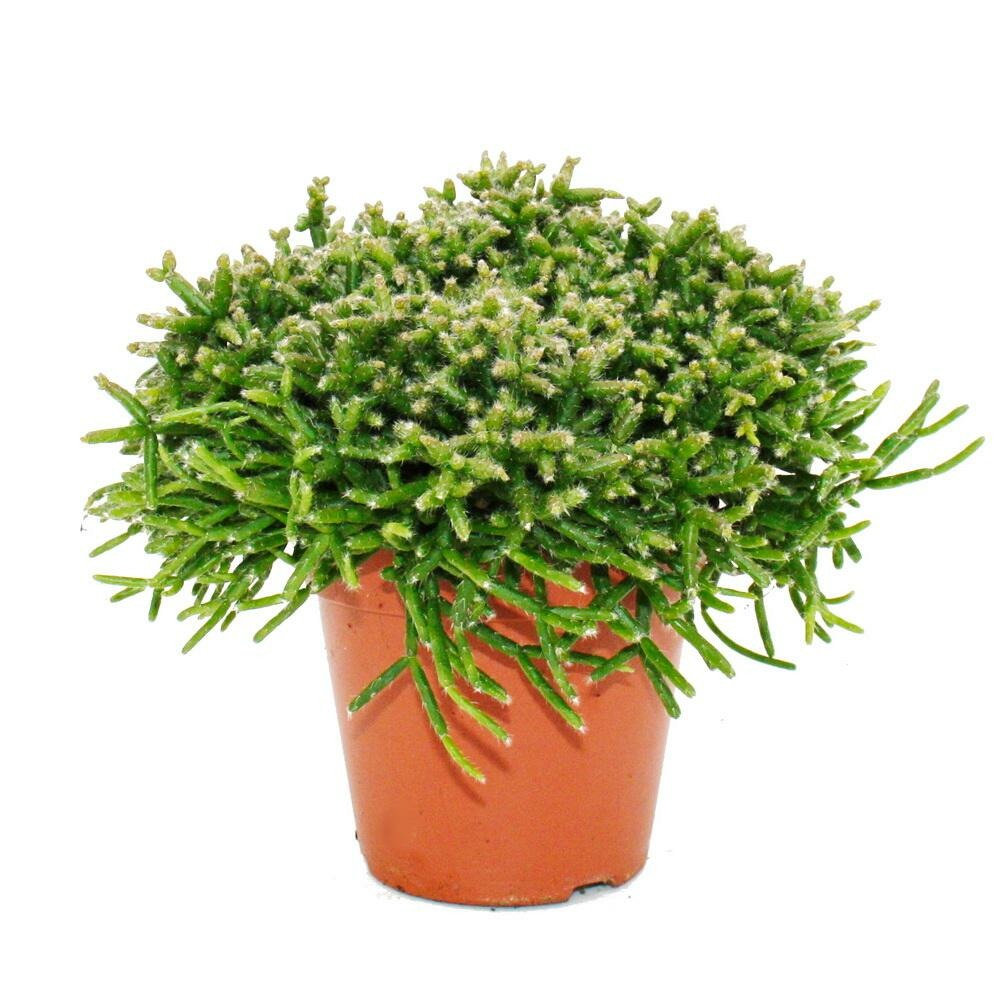 Rhipsalis burchelli - cactus corail - en pot de 12cm - plante d'intérieur succulente