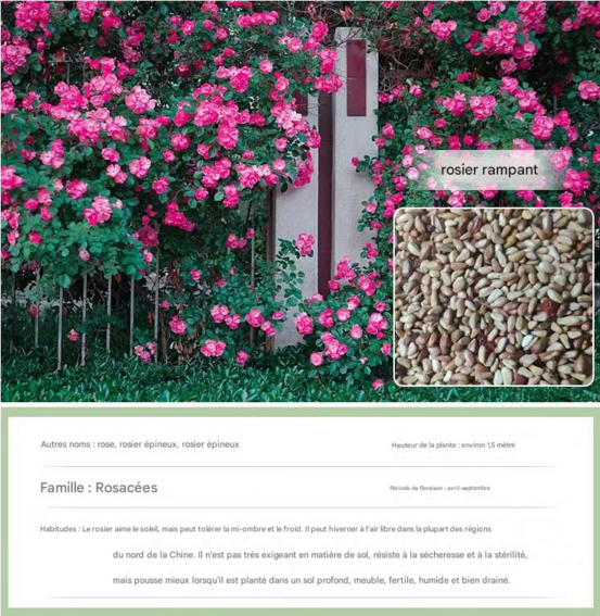 Dtopbuyage - graines de rosier, 200 capsules