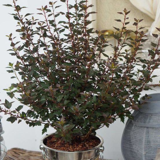 Physocarpus little joker® 'hoogi041', physocarpe pot de 3l - 40/60 cm