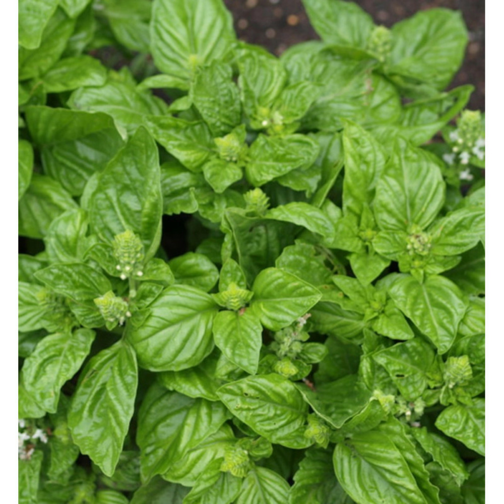 Basilic marseillais - prêt à consommer pot de 1,5l - 10/20 cm