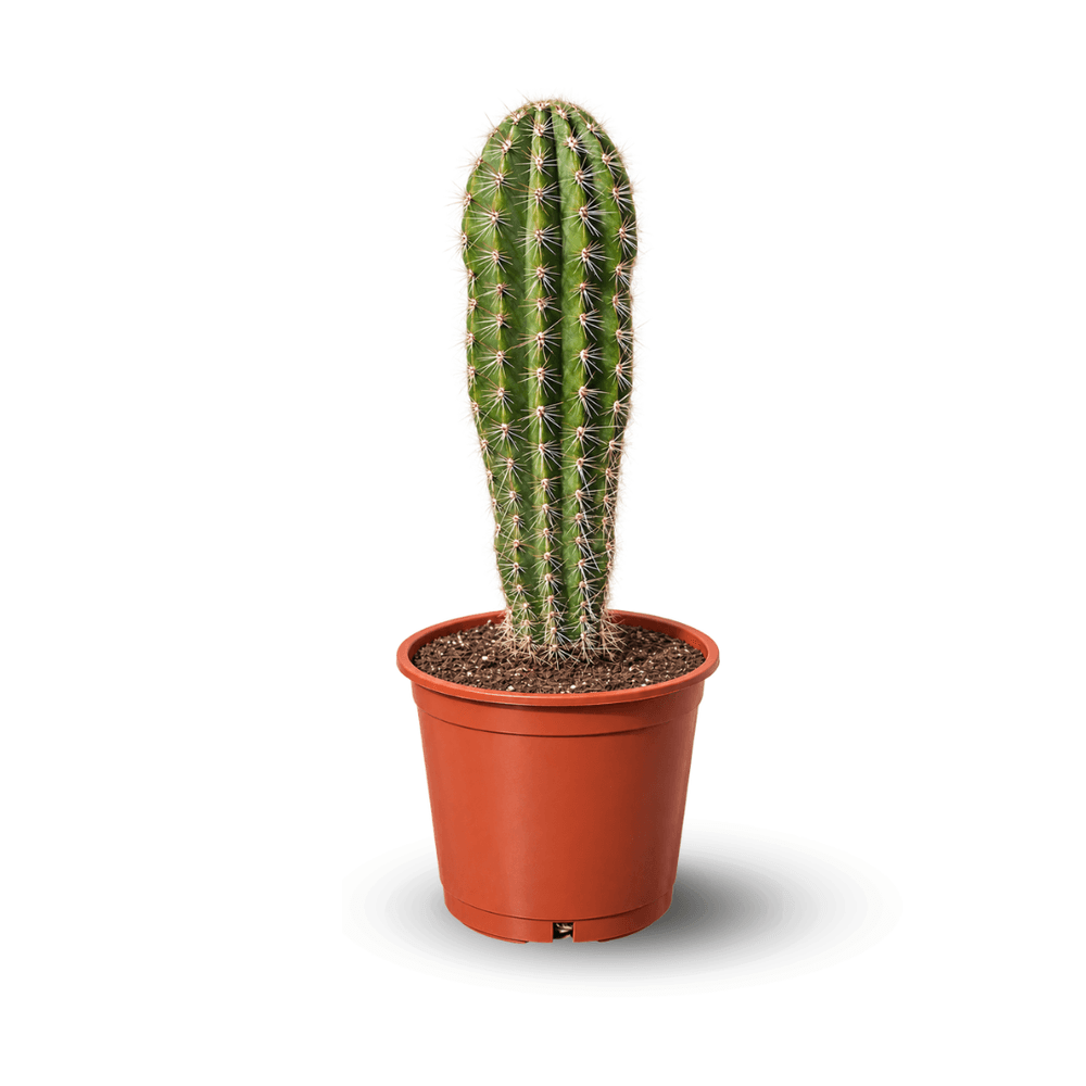 Pringlei - pachycereus pringlei cactus - 60-70 cm - ⌀ 20 cm - cactus et plantes grasses