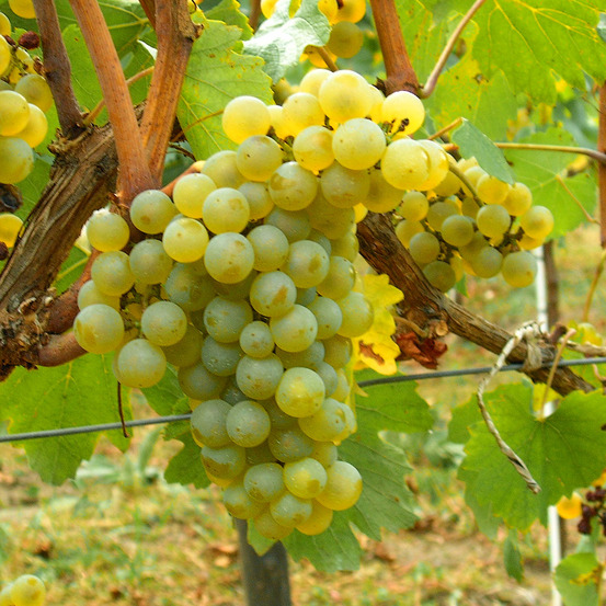 Vigne 'chardonnay' pot de 2l/3l