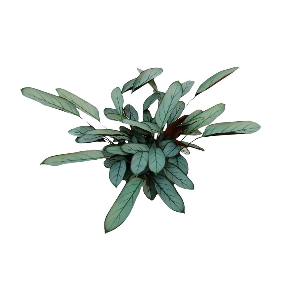 Ctenanthe oppenheimiana - ø17cm - ↕70cm - plantes d'intérieur