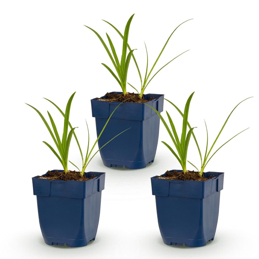 Agapanthe 'albus' - lot de 3 - pot 11 cm - hauteur 25 cm - plante d'extérieur