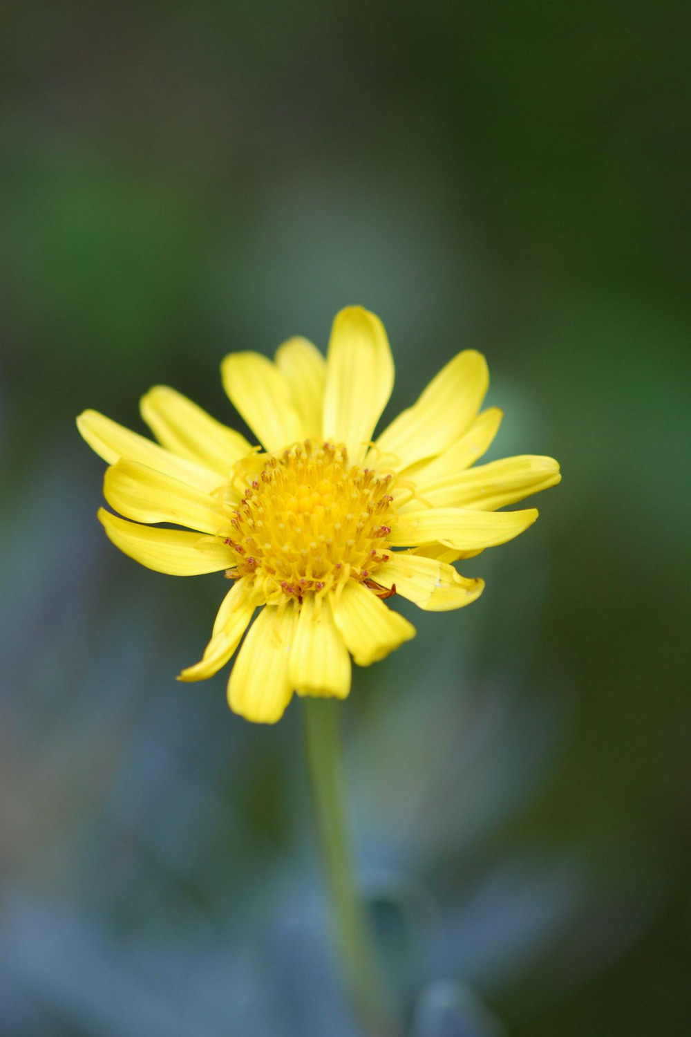 Othone à feuilles de giroflée - en pot de 3 litres