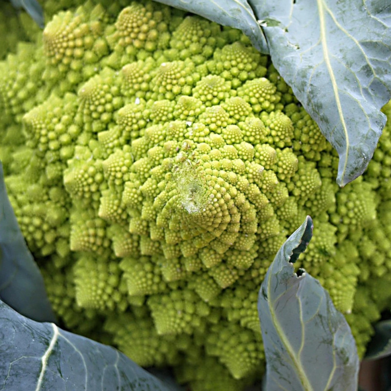 Plants de chou romanesco navona f1 barquette de 6 mottes