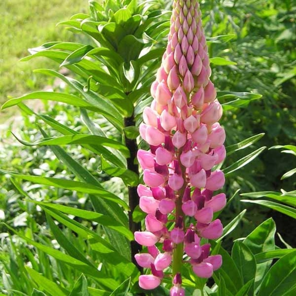 Lupin 'la chatelaine' pot de 2l/3l