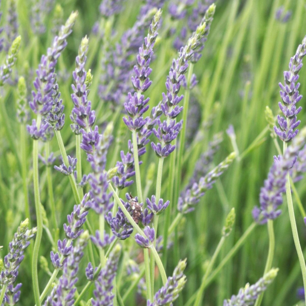 Lavande dutch lavander, lavandin pot de 2l - 10/20 cm