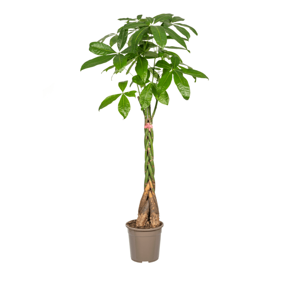 Pachira aquatica ø24cm - ↕120 - 140cm - plantes d'intérieur