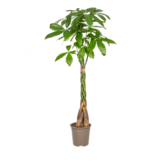 Pachira aquatica ø24cm - ↕120 - 140cm - plantes d'intérieur