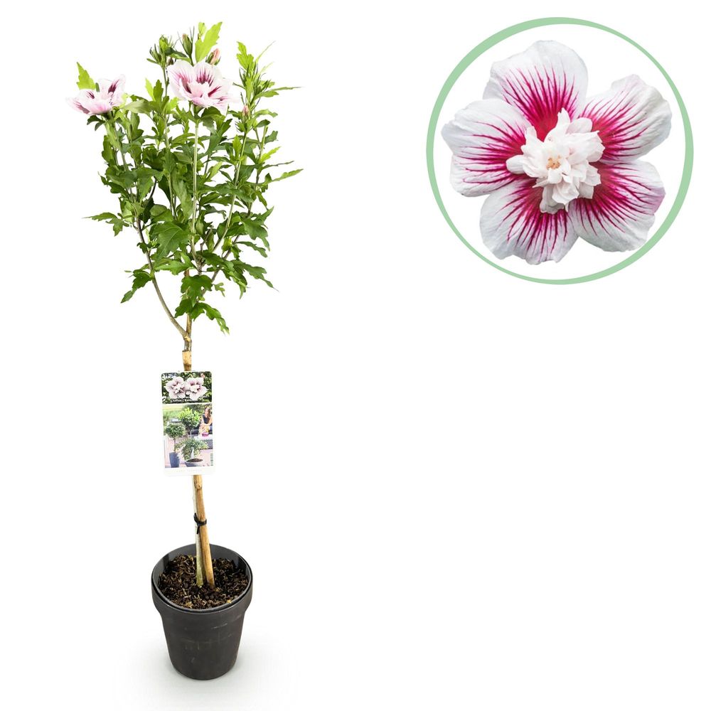 Hibiscus 'starburst chiffon®' - pot 19 cm - hauteur 90 cm