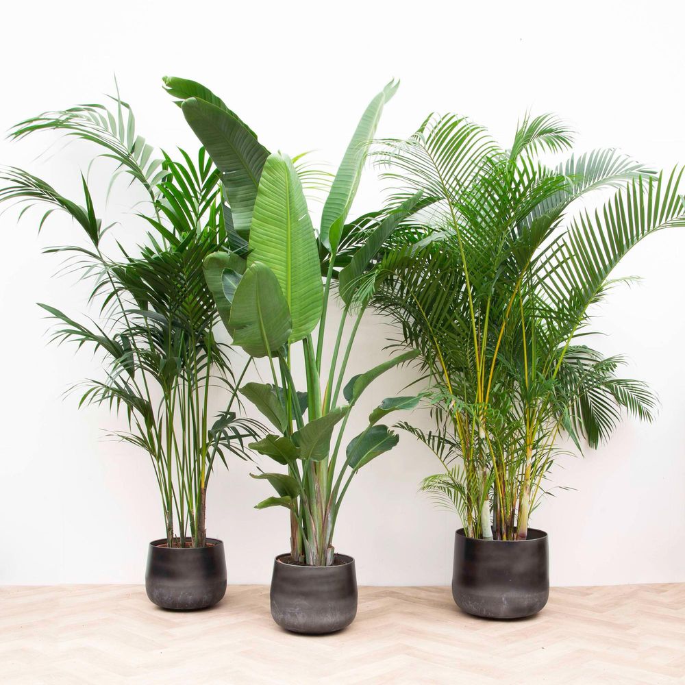 Kentia - plantes d'intérieur