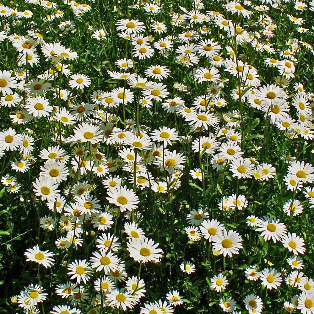 Marguerite commune godet de 8/9 cm