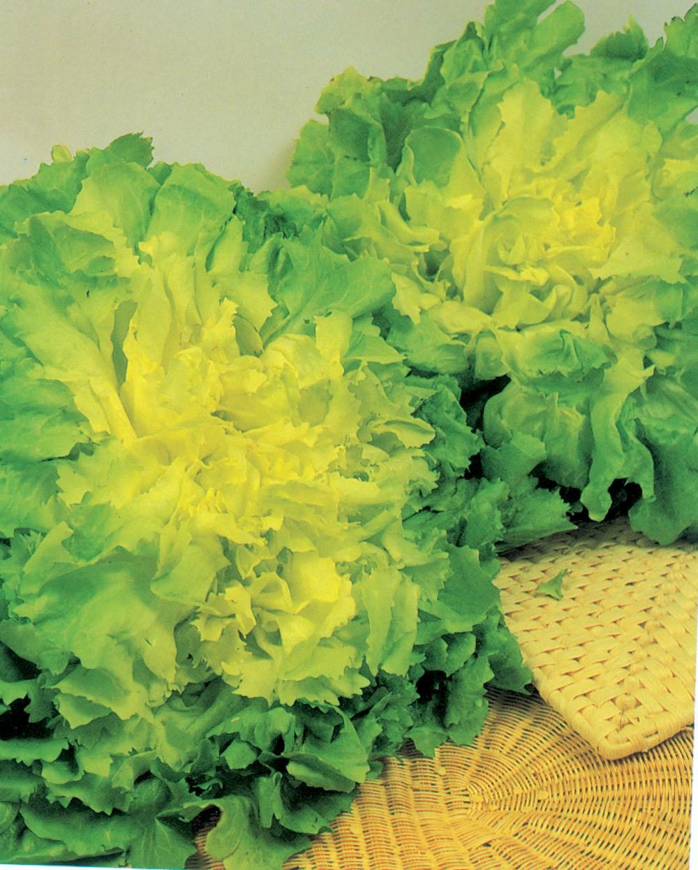 Chicoree scarole blonde coeur plein - 3 g