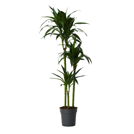 Dragonnier - dracaena deremensis 'janet craig' - hauteur 140-150cm - ⌀24cm