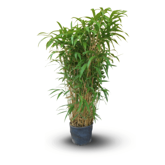 Bambou métaké - Pseudosasa Japonica - ↕ 120-130 cm - ⌀ 24 cm - plante d'extérieur