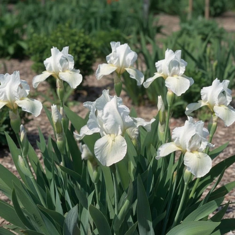 Iris nain lilliput lilli white godet - 5/20 cm