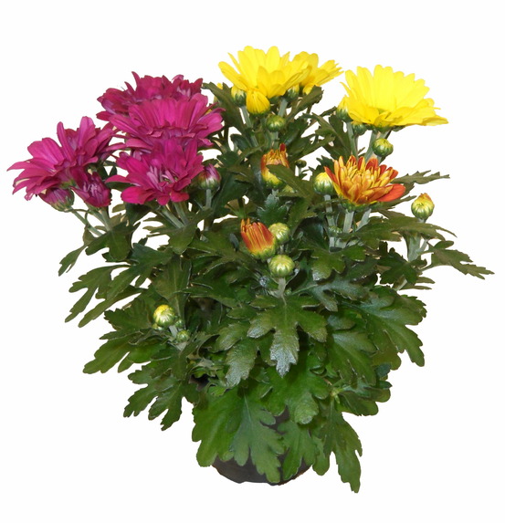 Chrysantheme multifleur arlequin pot 11 cm