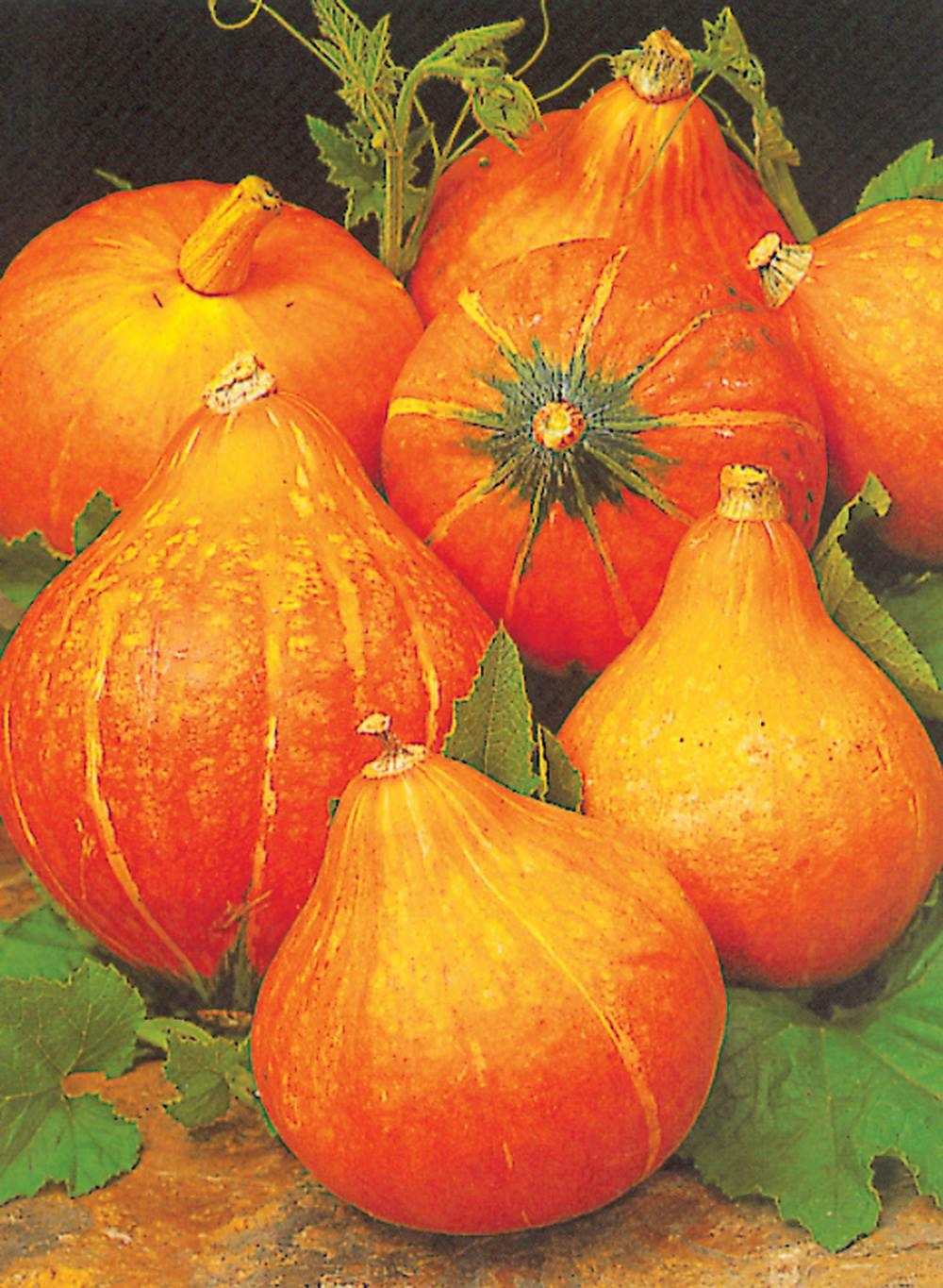 Potimarron uchiki kuri - 5 g