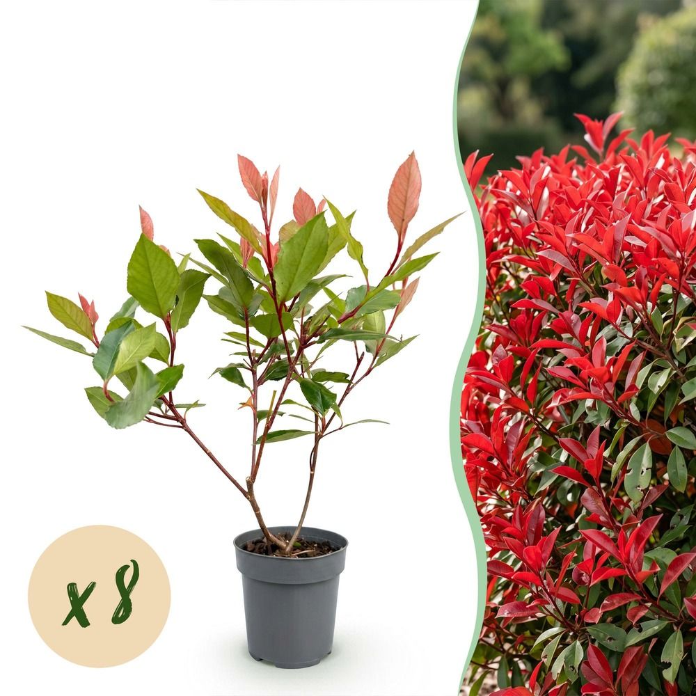 Photinia little red robin - lot de 8 - pot 9 cm - hauteur 25-35 cm