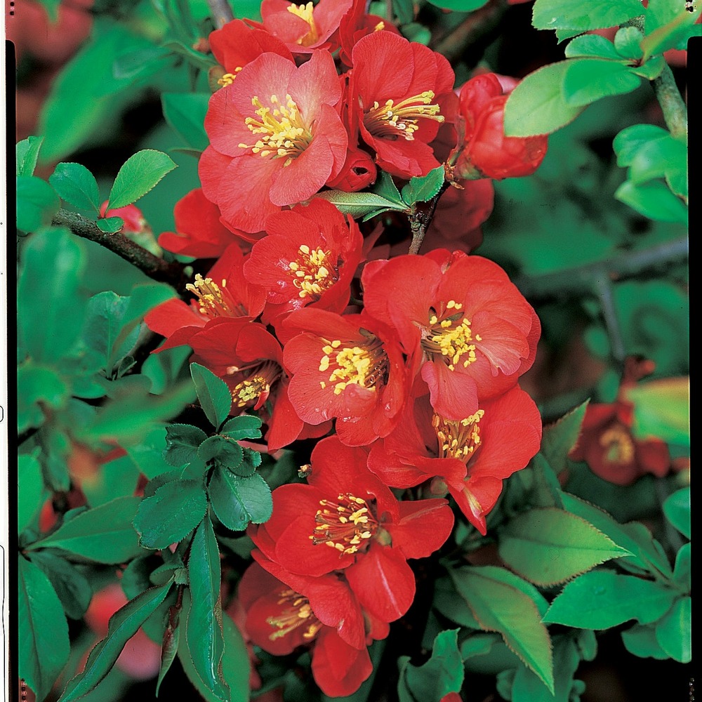 Cognassier du japon cido - le pot / 3l / hauteur livrée 30-40cm, vendu par lot de 2