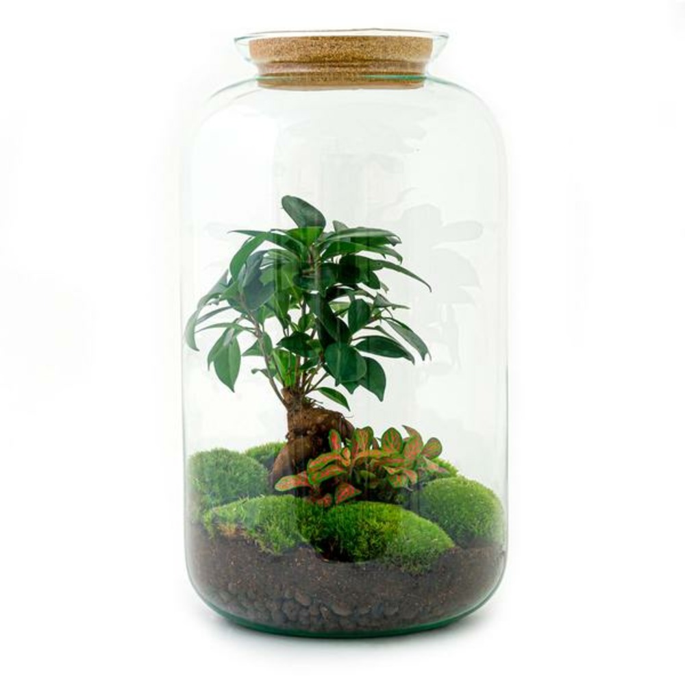 Diy terrarium - sven bonsai - h43 cm - ø43 cm