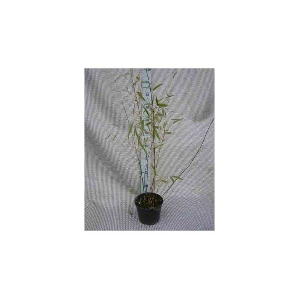 Fargesia winter joy pot de 10 litres ? 120/140 cm