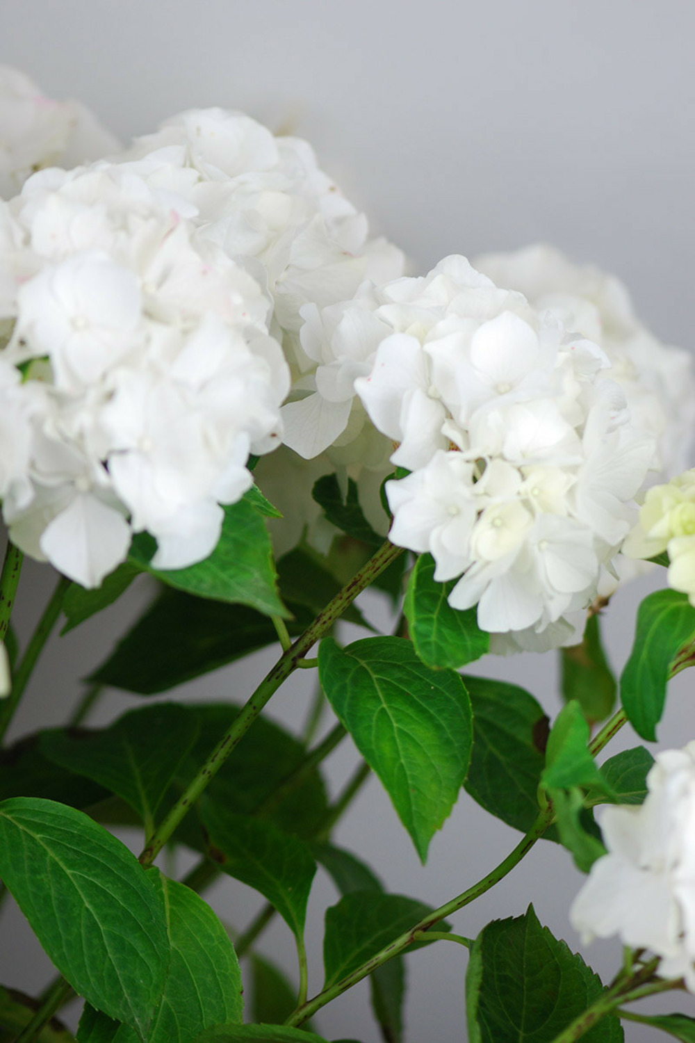 Hortensia 'wudu' ? - en pot de 2 litres