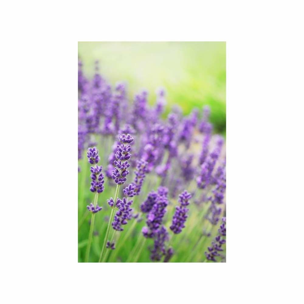 Lavande officinale vivace vraie