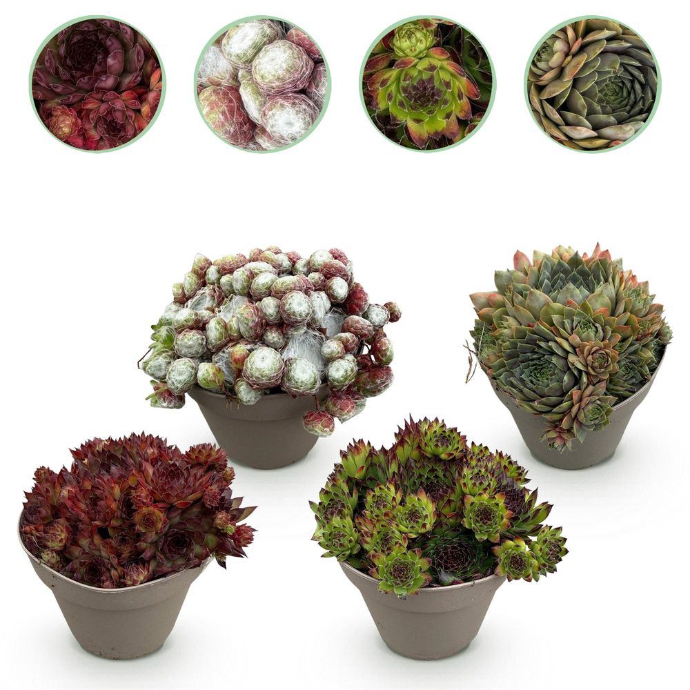 Joubarbe 'big sam' - lot de 4 - pot 14 cm - hauteur 17 cm