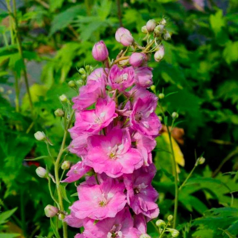 3 pieds d'alouette (delphinium 'astolat')