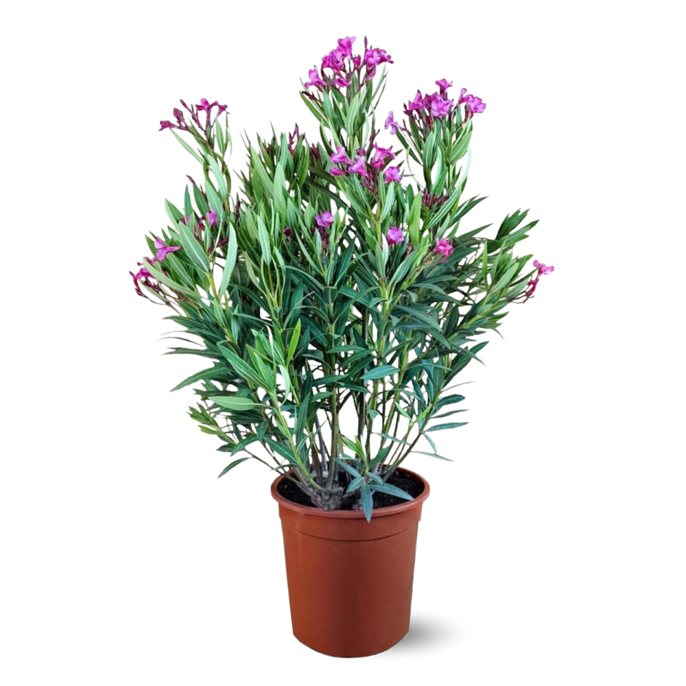 Laurier rose - nerium oleander - ↕ 110-120 cm - ⌀ 24 cm - plante d'extérieur - fleur rose