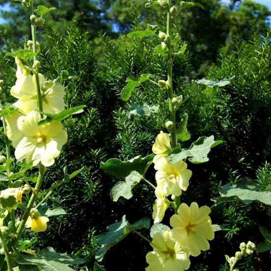 Rose trémière russe lot de 9 godets