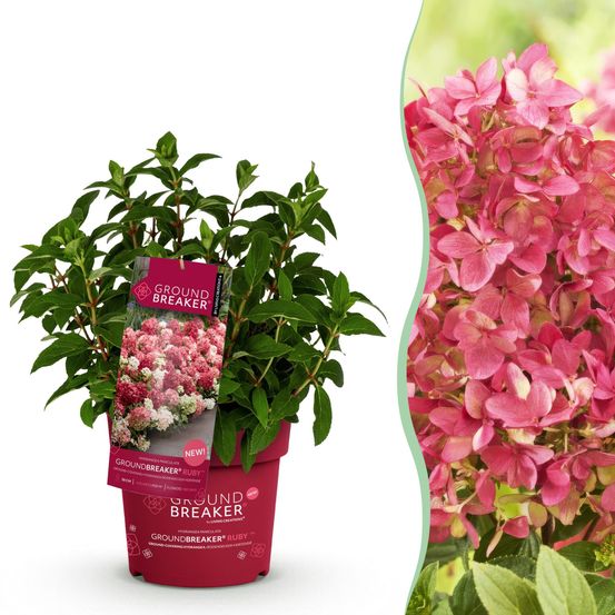 Hortensia groundbreaker ruby - pot 14 cm - hauteur 20-25 cm - plante d'extérieur