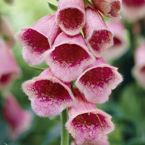 Digitale 'summer king' le sachet de 80 graines environ (0,02g)