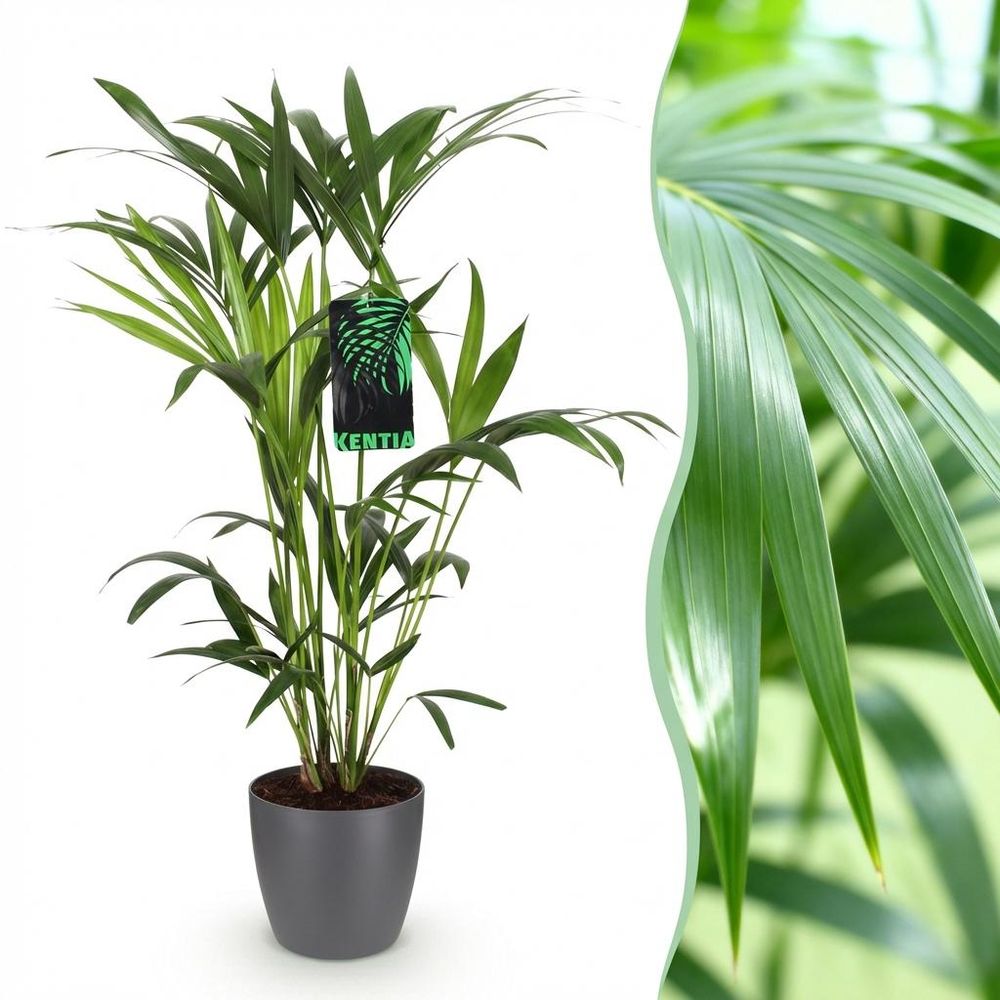 Howea forsteriana - kentia palm - pot de 19cm - plantes d'intérieur
