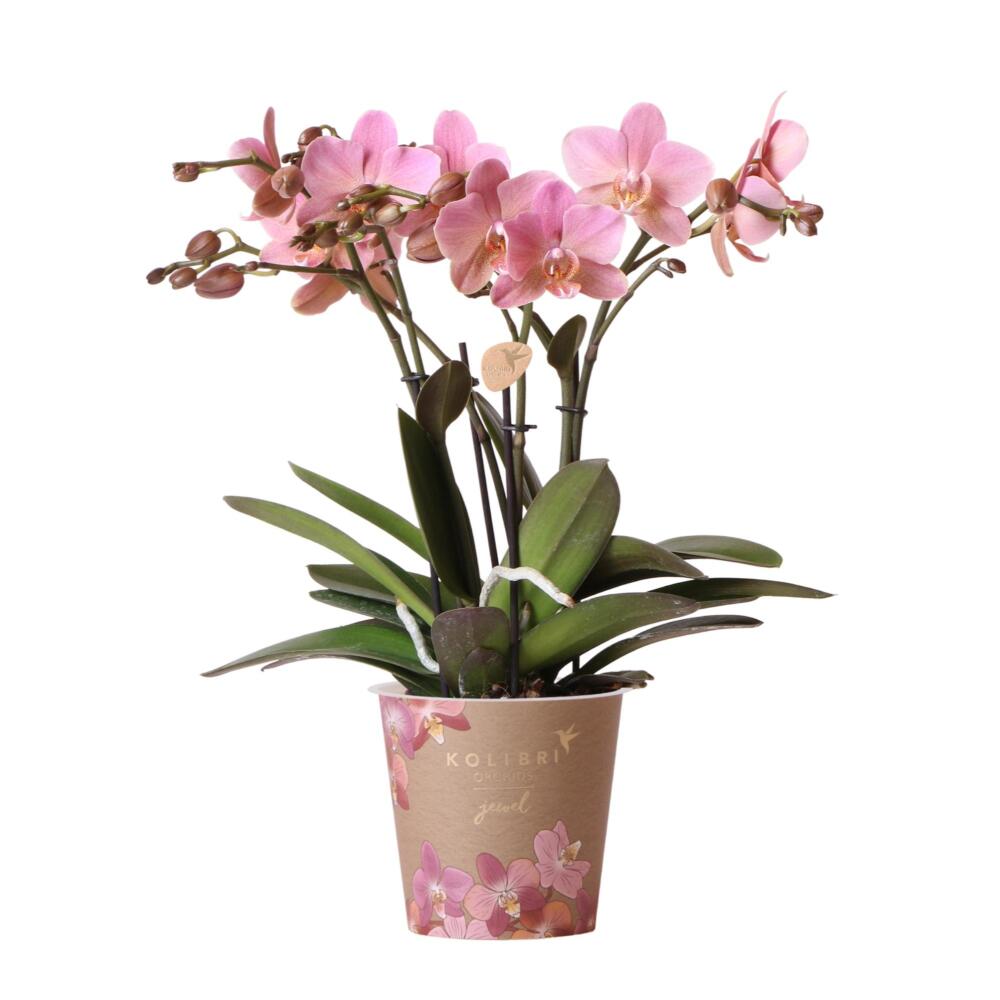 Kolibri orchids - orchidée phalaenopsis vieux rose - jewel treviso - taille de pot 12cm - plante d'intérieur à fleurs