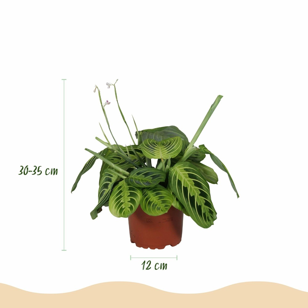 Lot de 4 - maranta fascinator lemon vert clair - avec - h35 cm