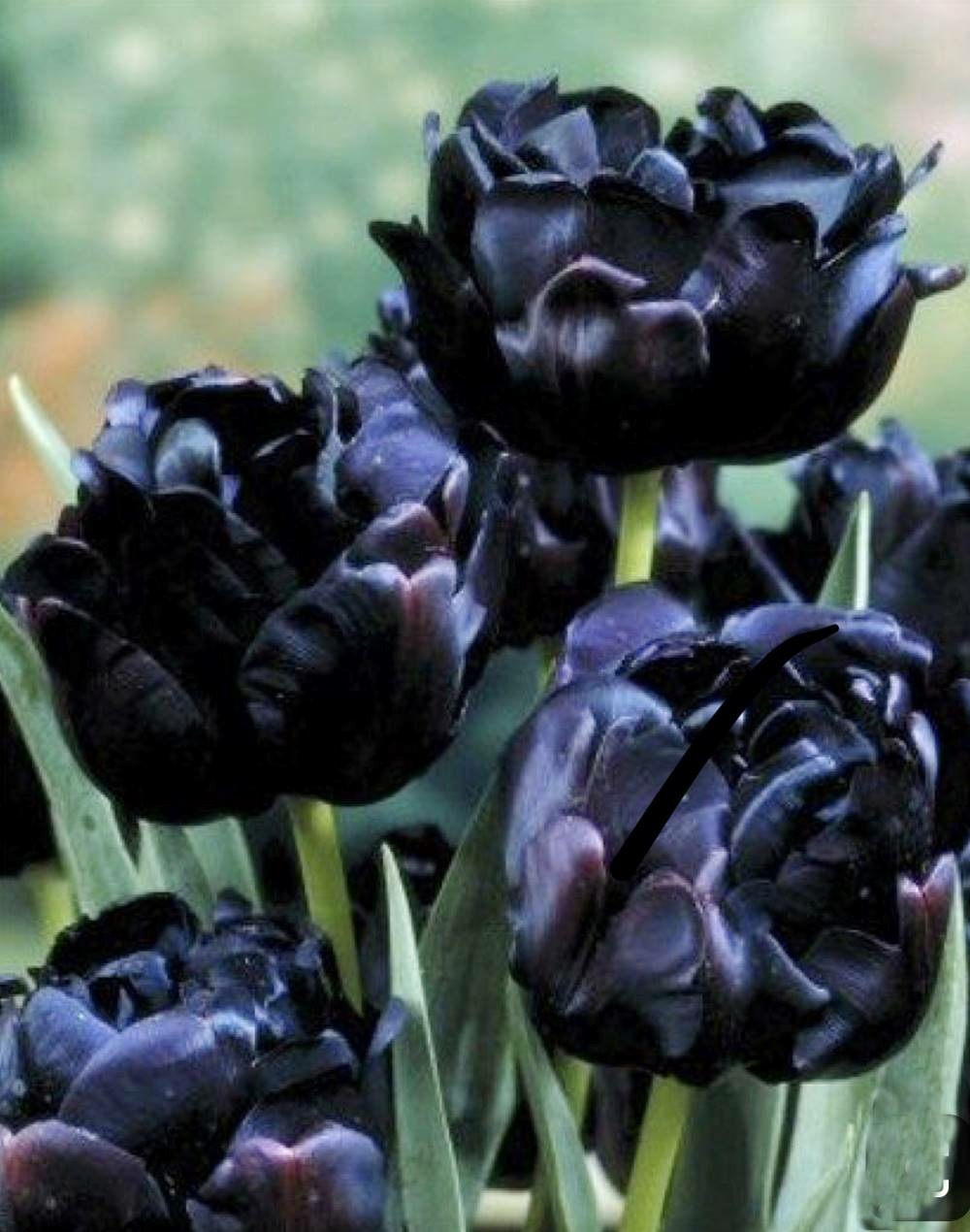 Tulipe black hero - 5 bulbes