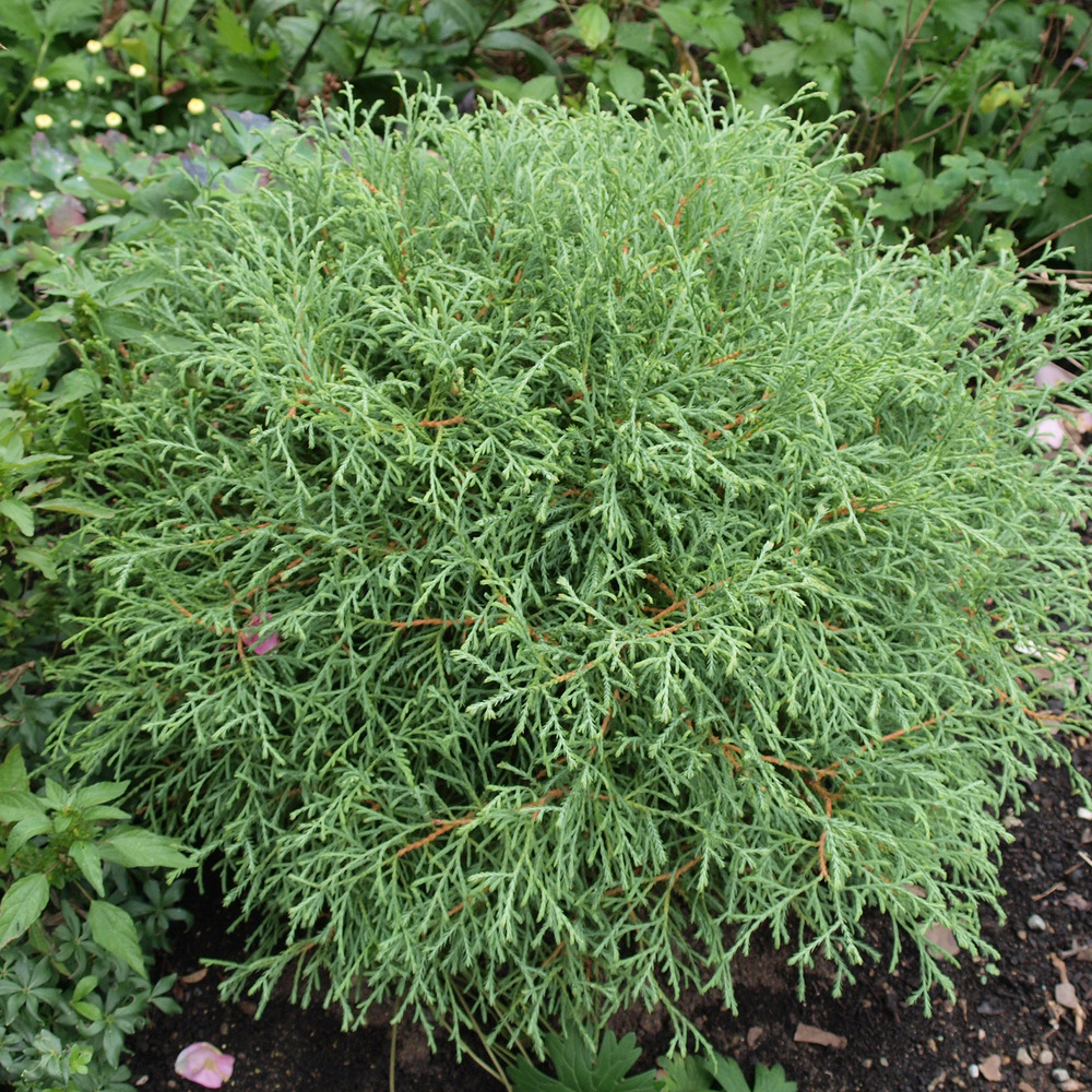 Thuja occidentalis 'mr. Bowling ball' godet de 8/9 cm