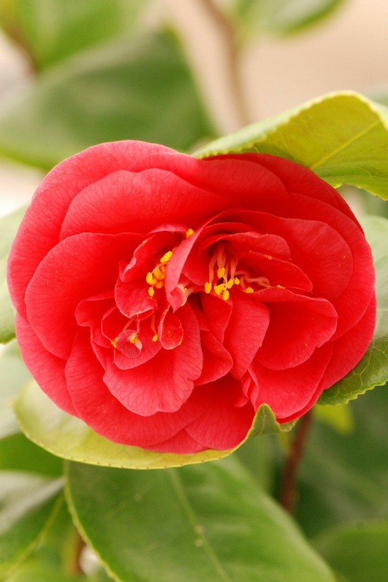 Camélia 'curly lady' - en pot de 1 litre