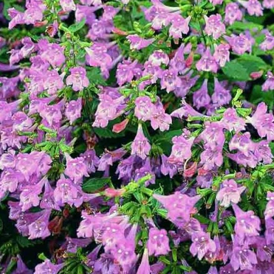 Calament à grandes fleurs godet de 8/9 cm