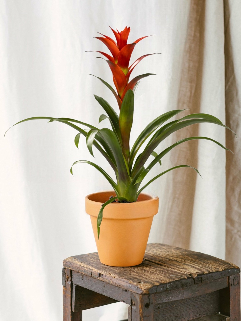 Guzmania ostara 45cm - plante d'intérieur