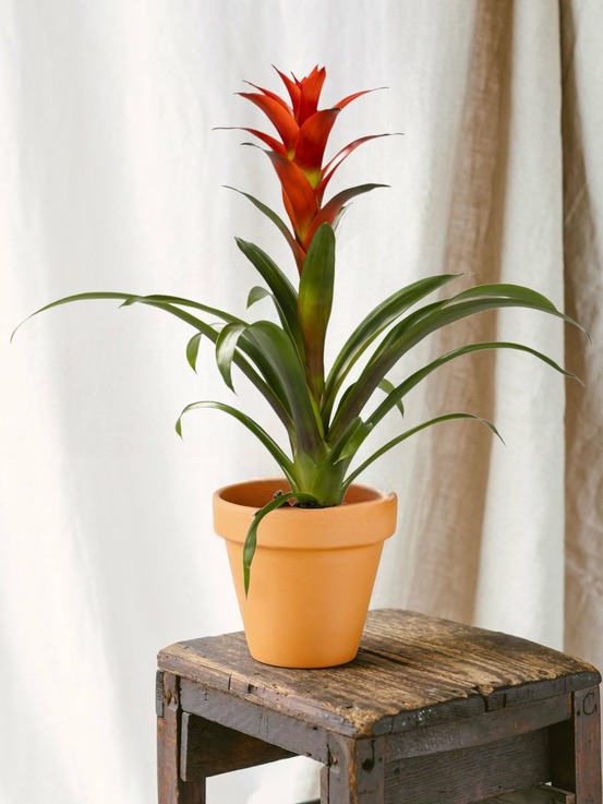 Guzmania ostara 45cm - plante d'intérieur