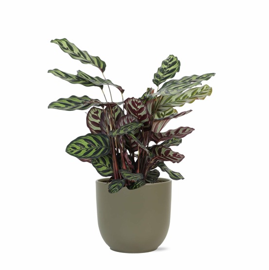 Calathea makoyana et son pot olive - hauteur 70cm