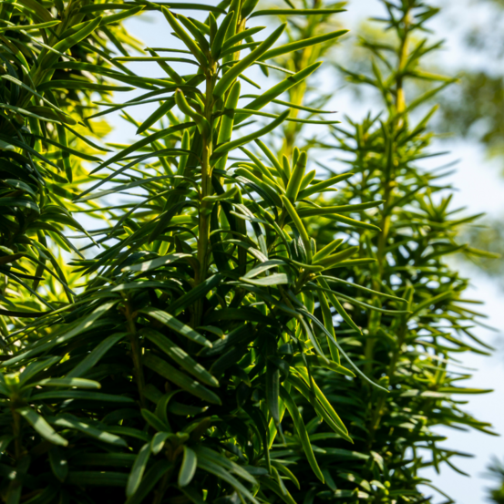 If commun fastigiata robusta - taxus baccata fastigiata robusta 30/40cm pot 2,5l