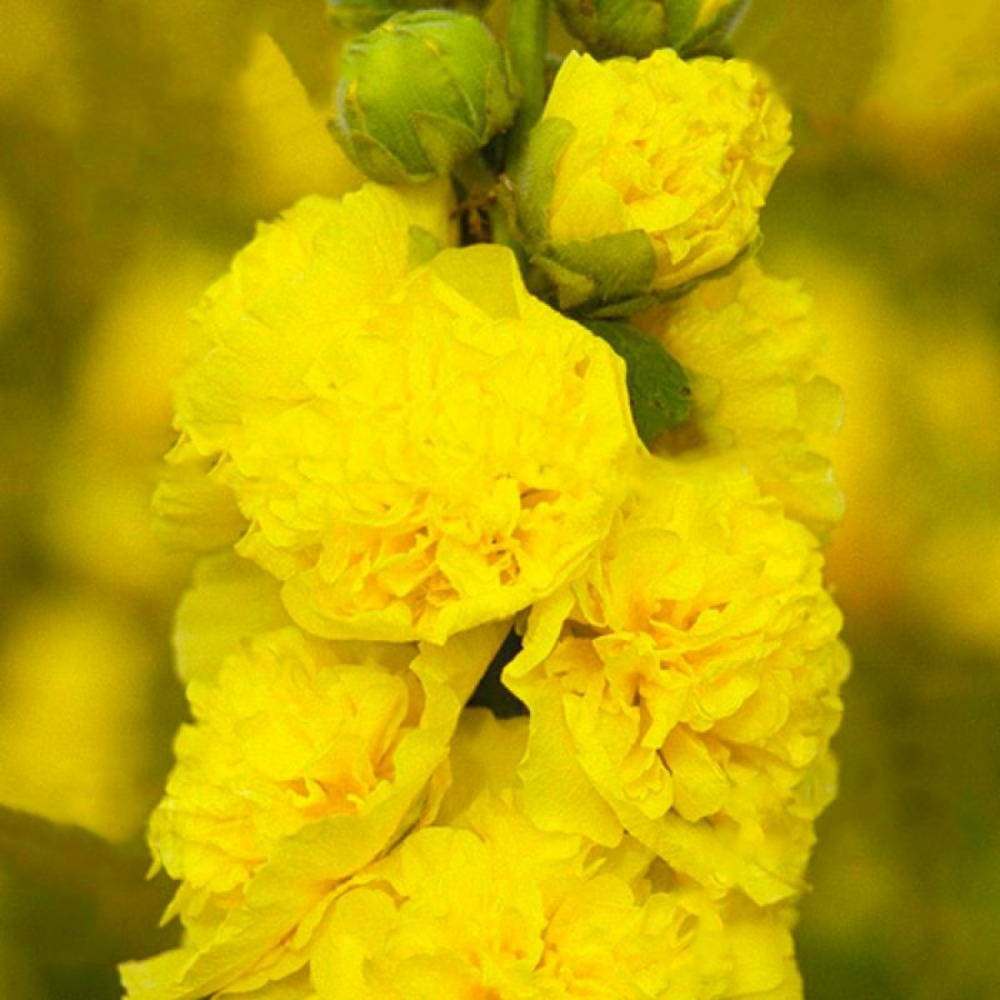 3 roses trémière charter's double jaune (alcea rosea charter's)