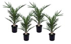 Phoenix canariensis - set de 4 - palmier dattier - pot 15cm - hauteur 50-60cm
