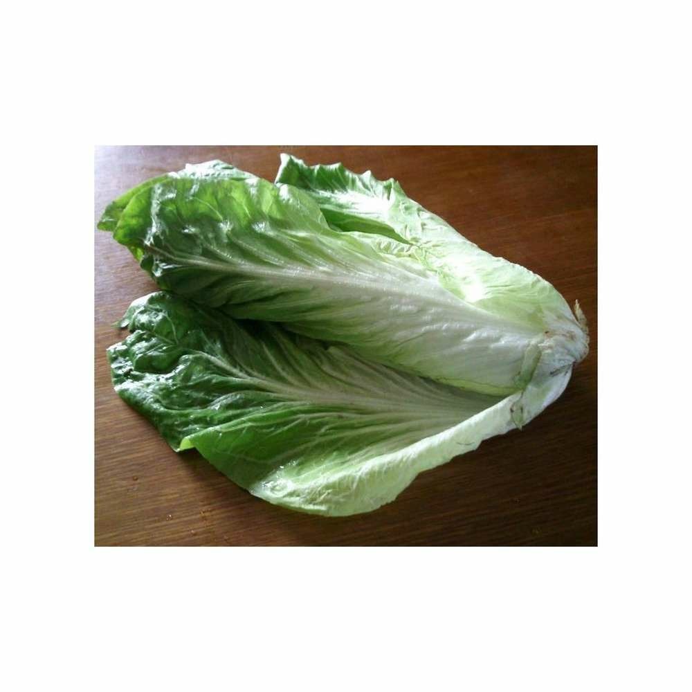 ChicorÃ©e Ã  large feuille amÃ©liorÃ©e pain de su